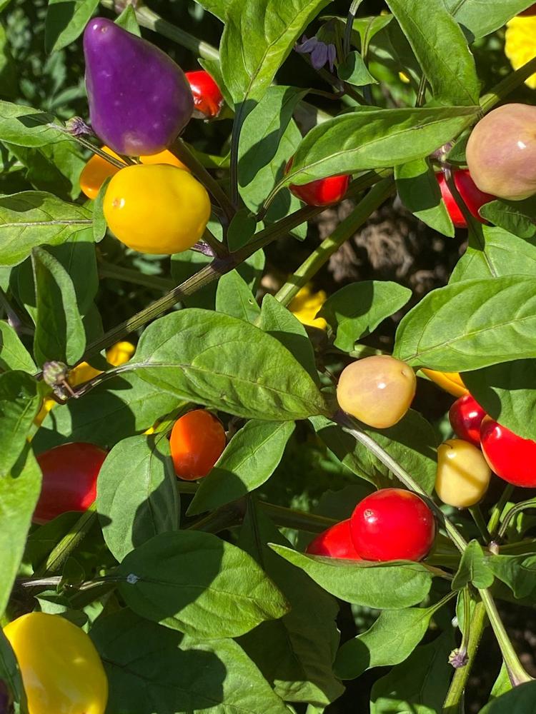 Photo of Ornamental Pepper (Capsicum annuum 'Chinese Five Color') uploaded by SL_gardener