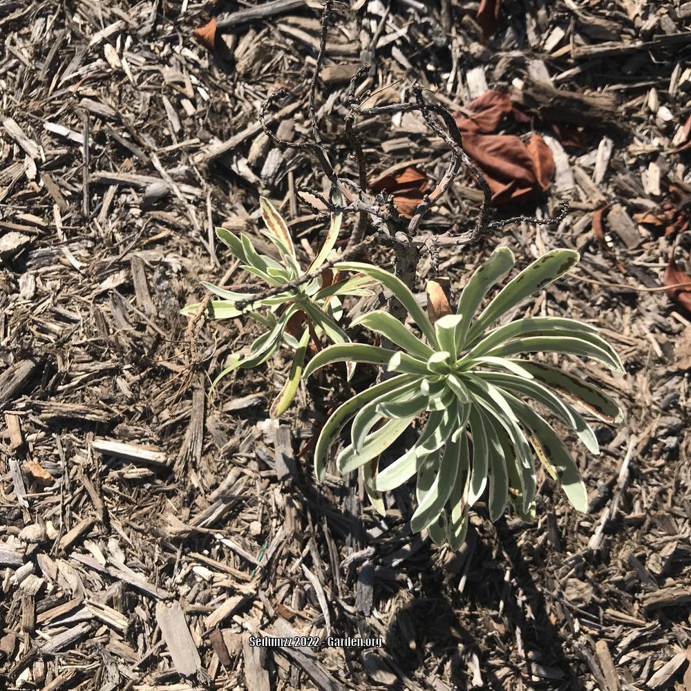 Photo of Spurge (Euphorbia characias 'Tasmanian Tiger') uploaded by sedumzz