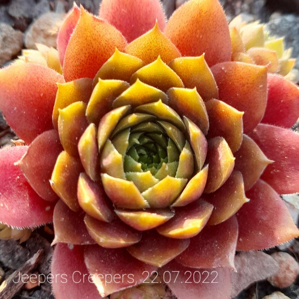 Photo of Hen and Chicks (Sempervivum 'Jeepers Creepers') uploaded by MS_Wegener