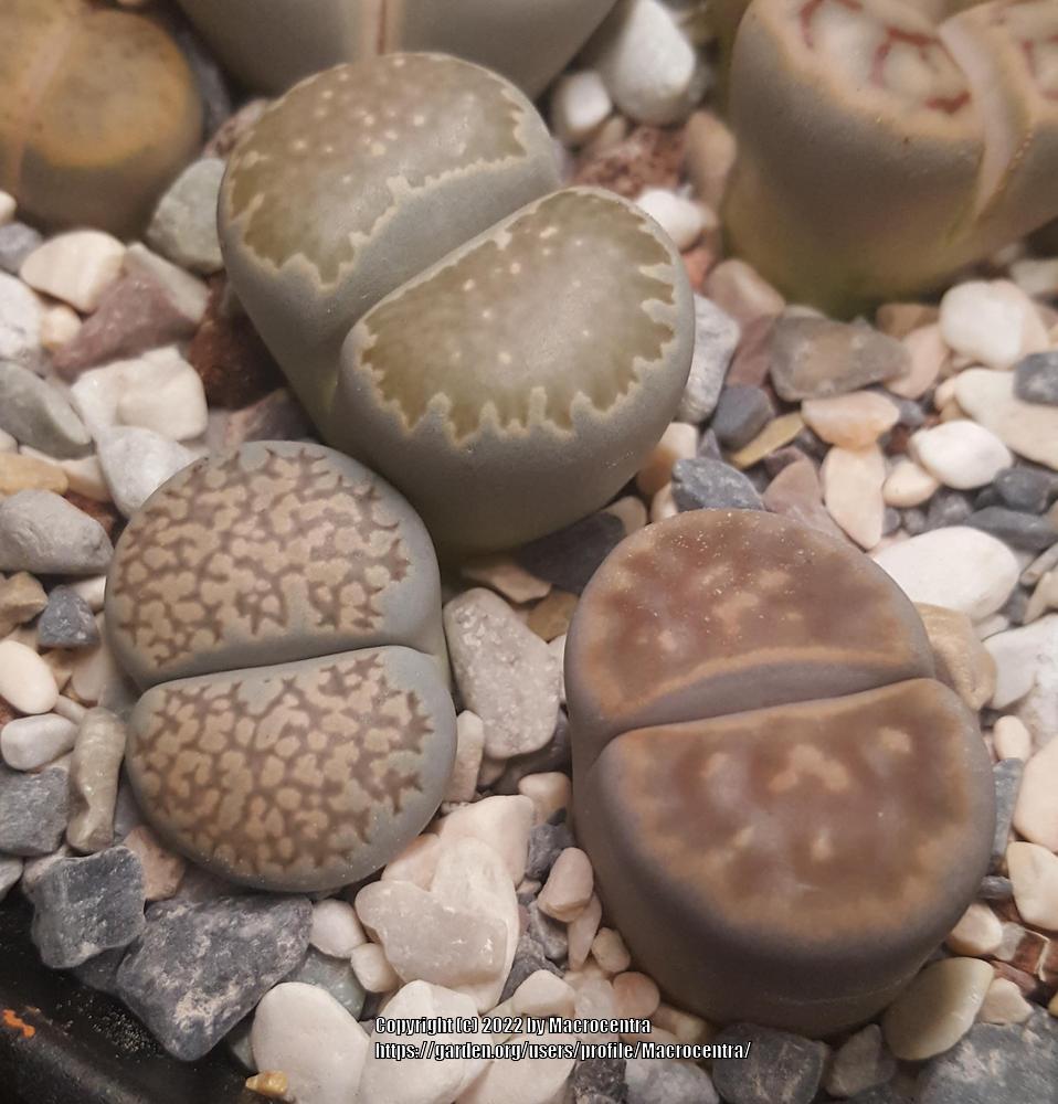 Photo of Living Stones (Lithops) uploaded by Macrocentra
