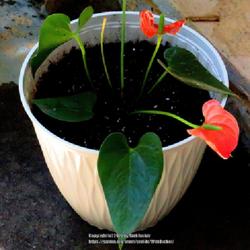 Location: Aberdeen, NC (my house plants)
Date: August 31, 2022
Anthurium # 97 nn and hp #8; LHB page 184, 20-12 —?, "Greek for