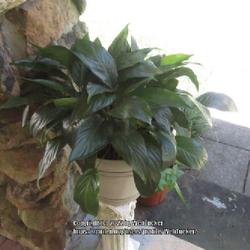 Location: Aberdeen, NC (my house plants)
Date: August 31, 2022
Peace lily # 98 nn; LHB page 184, 20-11 —?, "Greek for leaf-spa