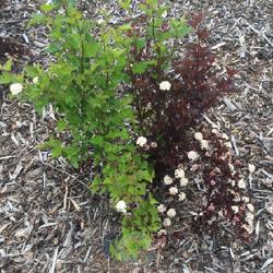 Location: South Jordan, Utah, United States
Date: 2016-05-25
A plant having an identity crisis. This cultivar will sometimes d