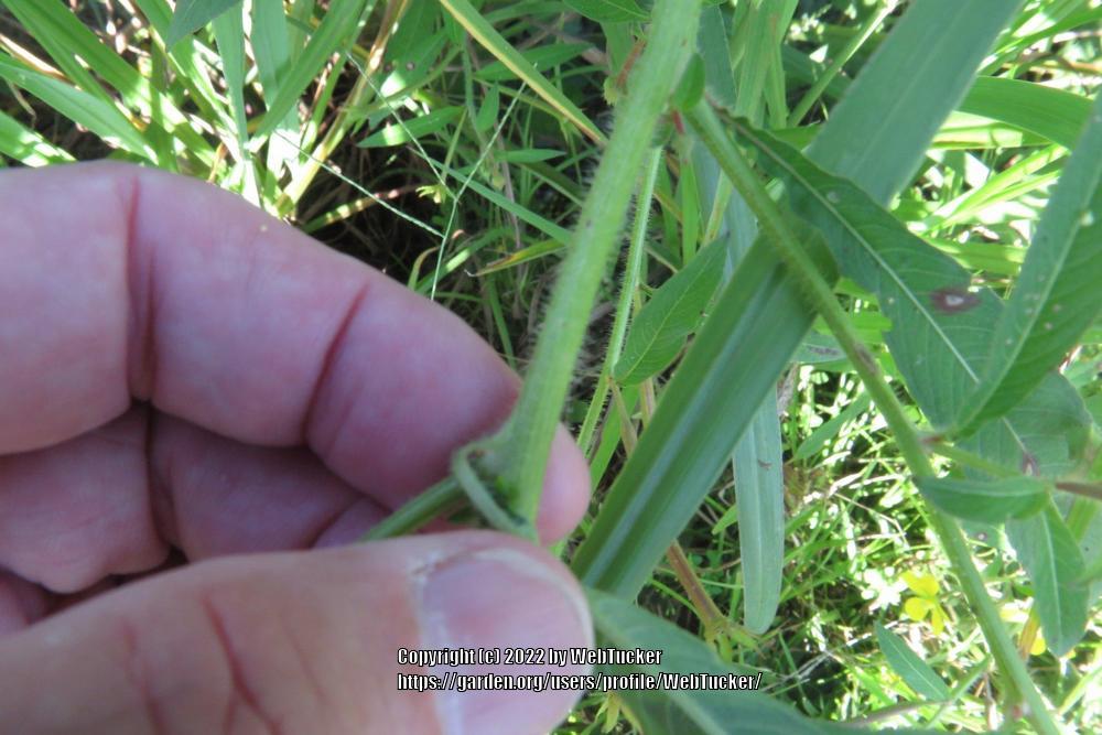 Photo of Anglestem primrose-willow (Ludwigia leptocarpa) uploaded by WebTucker