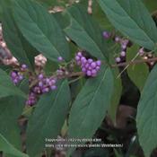 Japanese Beautyberry #67 nn; LHB page 844, 175-9-4, "Greek for be