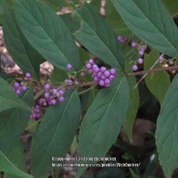 Location: Southern Pines, NC (Boyd House garden)
Date: September 1, 2022
Japanese Beautyberry #67 nn; LHB page 844, 175-9-4, "Greek for be
