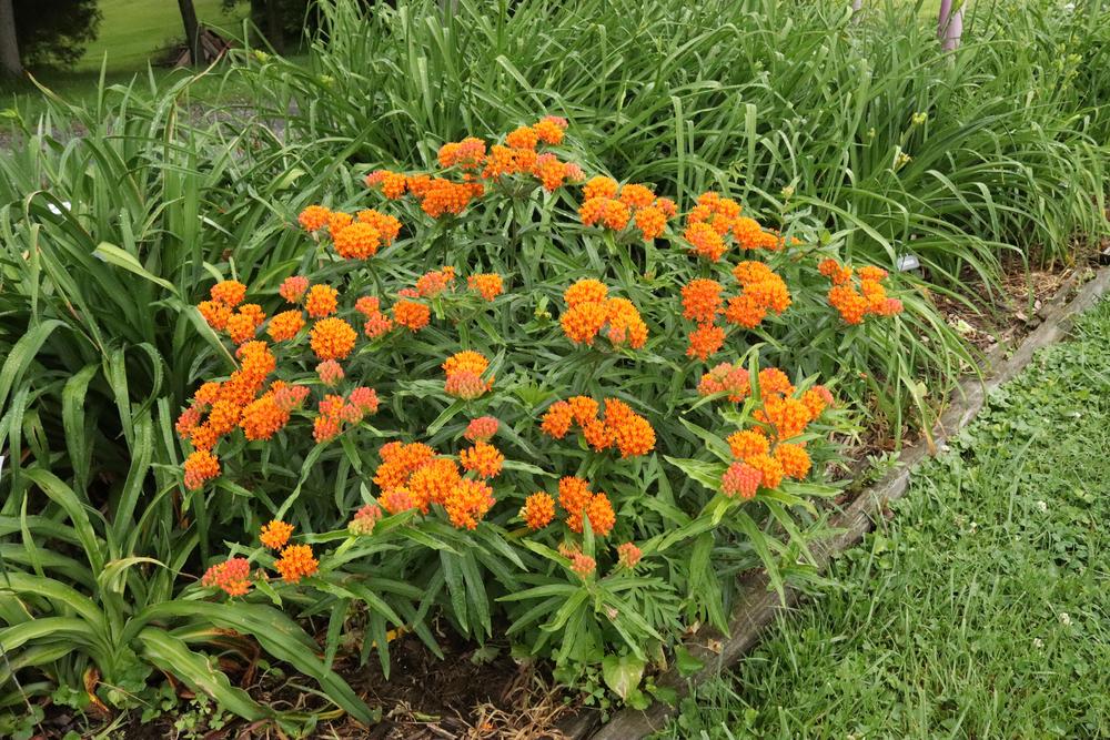 Photo of Butterfly Milkweed (Asclepias tuberosa) uploaded by blue23rose