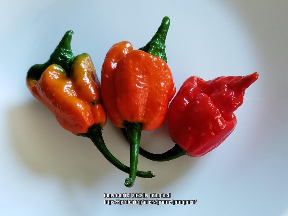 Photo of Hot Pepper (Capsicum chinense 'Trinidad Scorpion') uploaded by pitimpinai