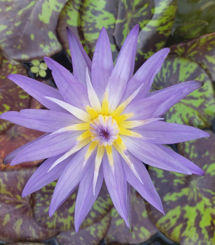 Photo of Blue Lotus of the Nile Lily (Nymphaea nouchali var. caerulea) uploaded by CBJoyce