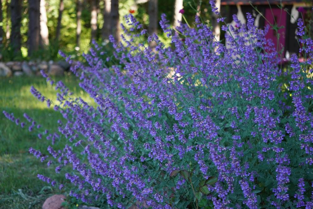 Photo of Faassen's Catmint (Nepeta x faassenii 'Six Hills Giant') uploaded by D3LL