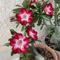 Location: My garden in Tampa, Florida
Date: 2022-09-03
My grafted desert rose, Harry Potter!
