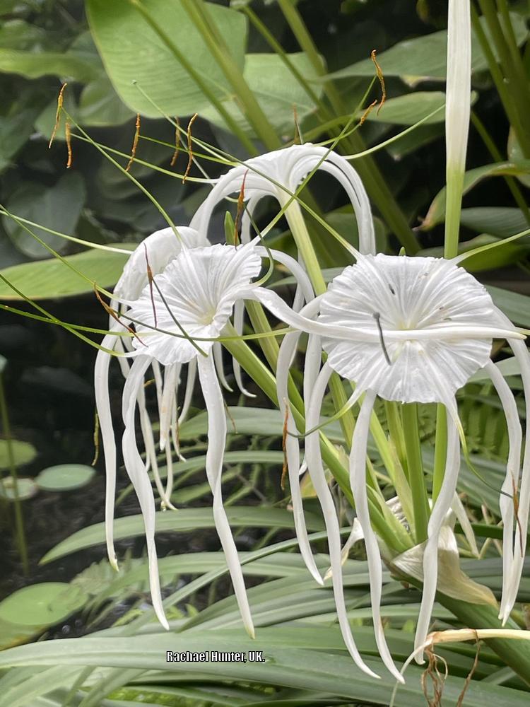 Photo of Spider Lily (Hymenocallis littoralis) uploaded by RachaelHunter
