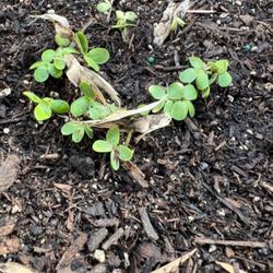 Location: Irvine, California, USA
Date: September 3 2022
seeds germinating. thee catalpa seeds were sown about a week ago.
