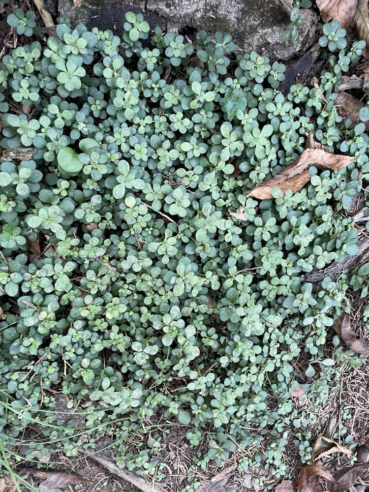 Photo of Woodland Stonecrop (Sedum ternatum) uploaded by jooshewa