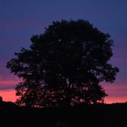 Location: Maine
Sunrise  & old oak