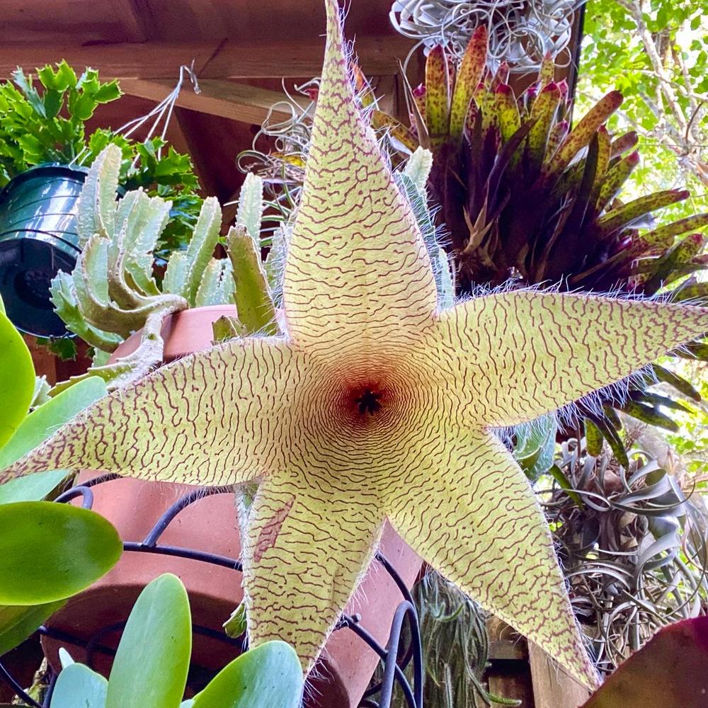 Photo of Starfish Plant (Ceropegia gigantea) uploaded by sunkissed