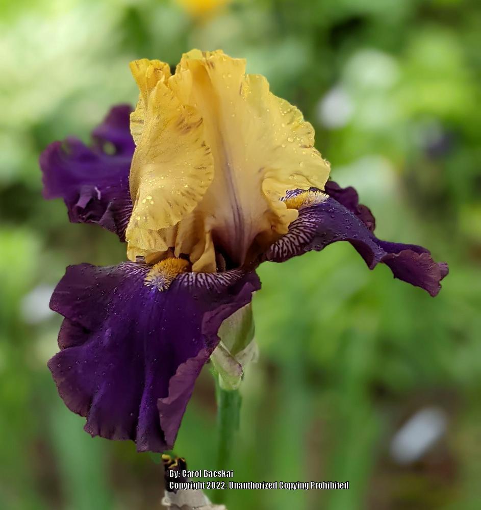 Photo of Tall Bearded Iris (Iris 'Jurassic Park') uploaded by Artsee1