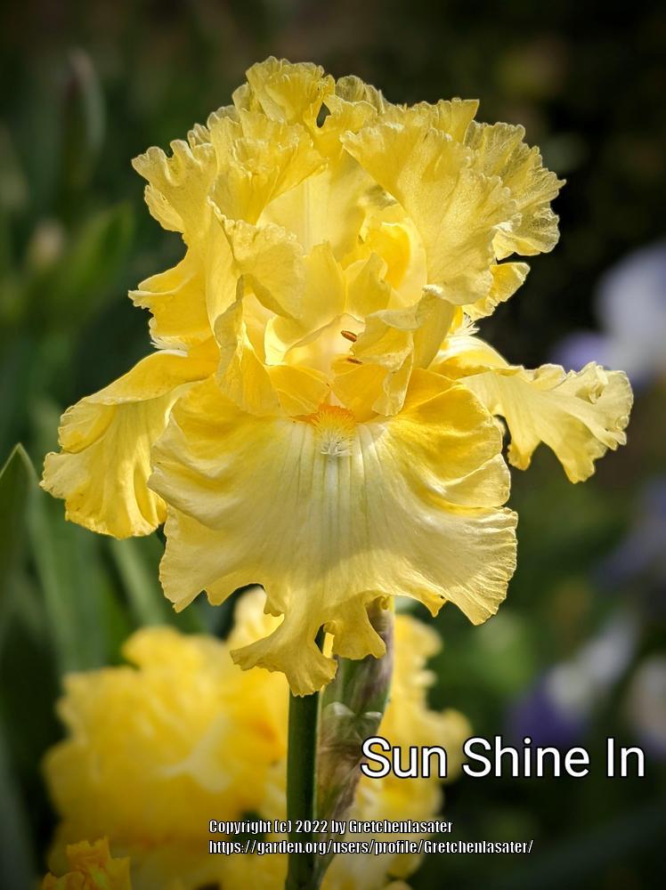Photo of Tall Bearded Iris (Iris 'Sun Shine In') uploaded by Gretchenlasater