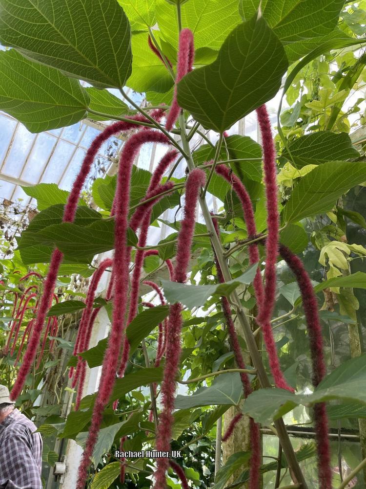 Photo of Chenille Plant (Acalypha hispida) uploaded by RachaelHunter