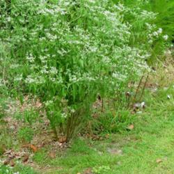 Location: Aberdeen, NC Pages Lake park
Date: September 4, 2022
 Late Boneset #321; RAB page 1059, 179-34-20; LHB page 1024, 194-