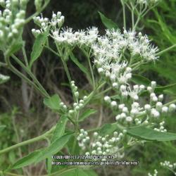 Location: Aberdeen, NC Pages Lake park
Date: September 4, 2022
Late Boneset #321; RAB page 1059, 179-34-20;  LHB page 1024, 194-
