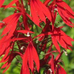 Location: Aberdeen, NC (S. Sycamore street)
Date: September 3, 2022
Cardinal flower #298; RAB 1005, 178-6-1; AG page 305, 56-1-1; LHB