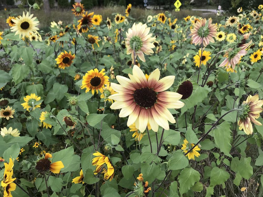 Photo of Sunflowers (Helianthus annuus) uploaded by cwhitt