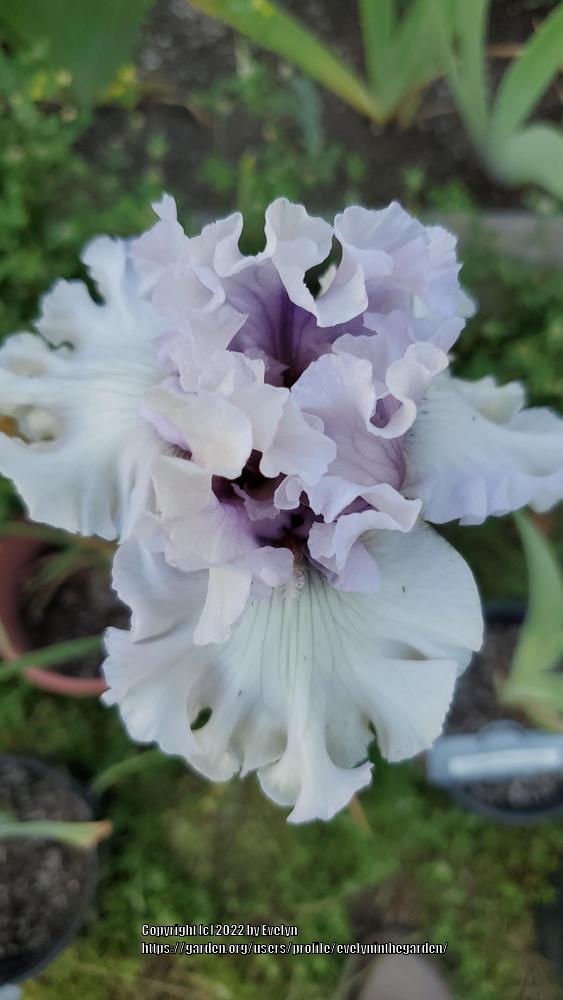 Photo of Tall Bearded Iris (Iris 'Fogbound') uploaded by evelyninthegarden