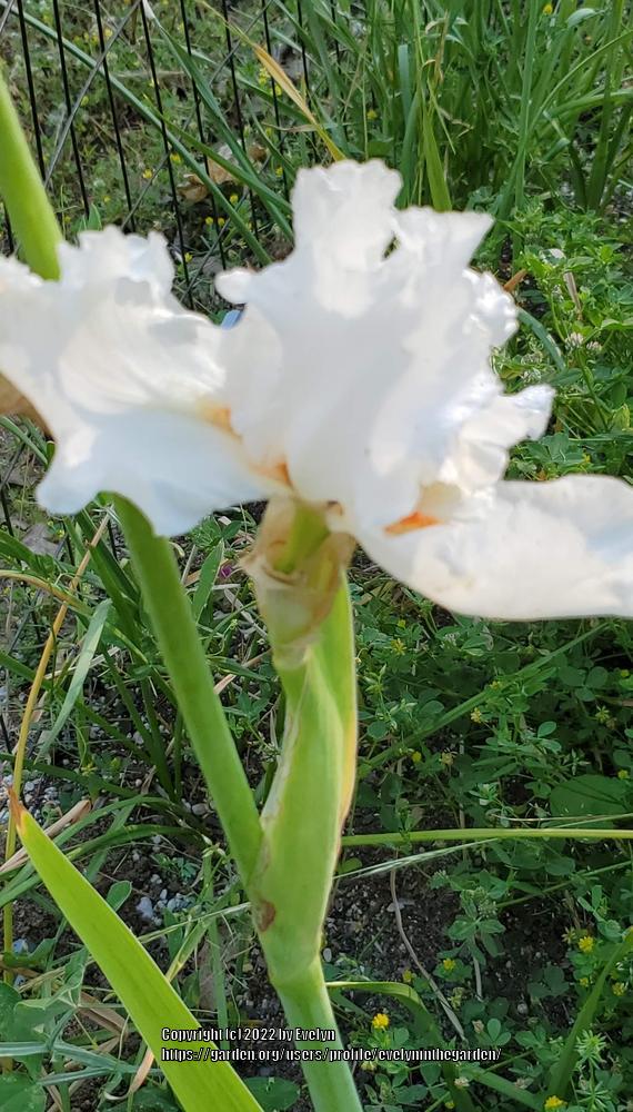 Photo of Tall Bearded Iris (Iris 'Mesmerizer') uploaded by evelyninthegarden