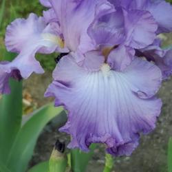Location: My garden
Date: 2022-05-24
Fragrant Lilac
