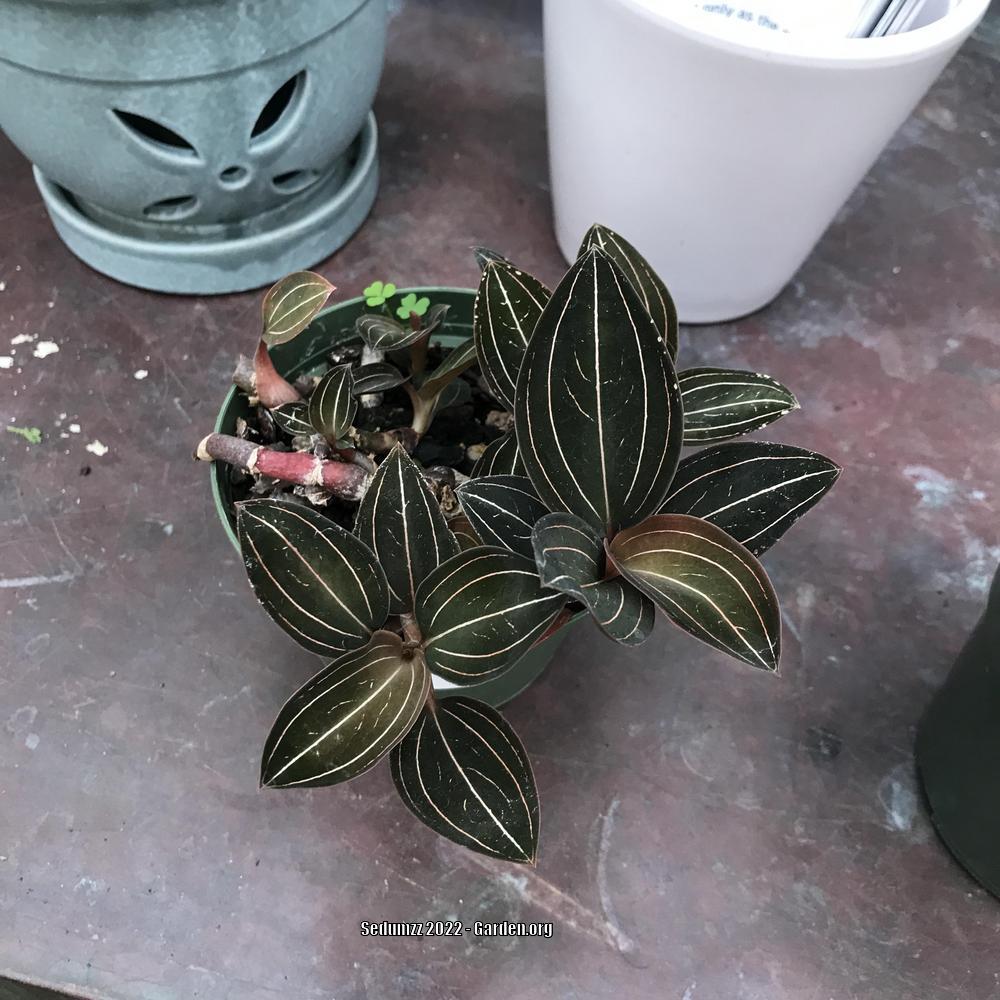 Photo of Jewel Orchid (Ludisia discolor) uploaded by sedumzz