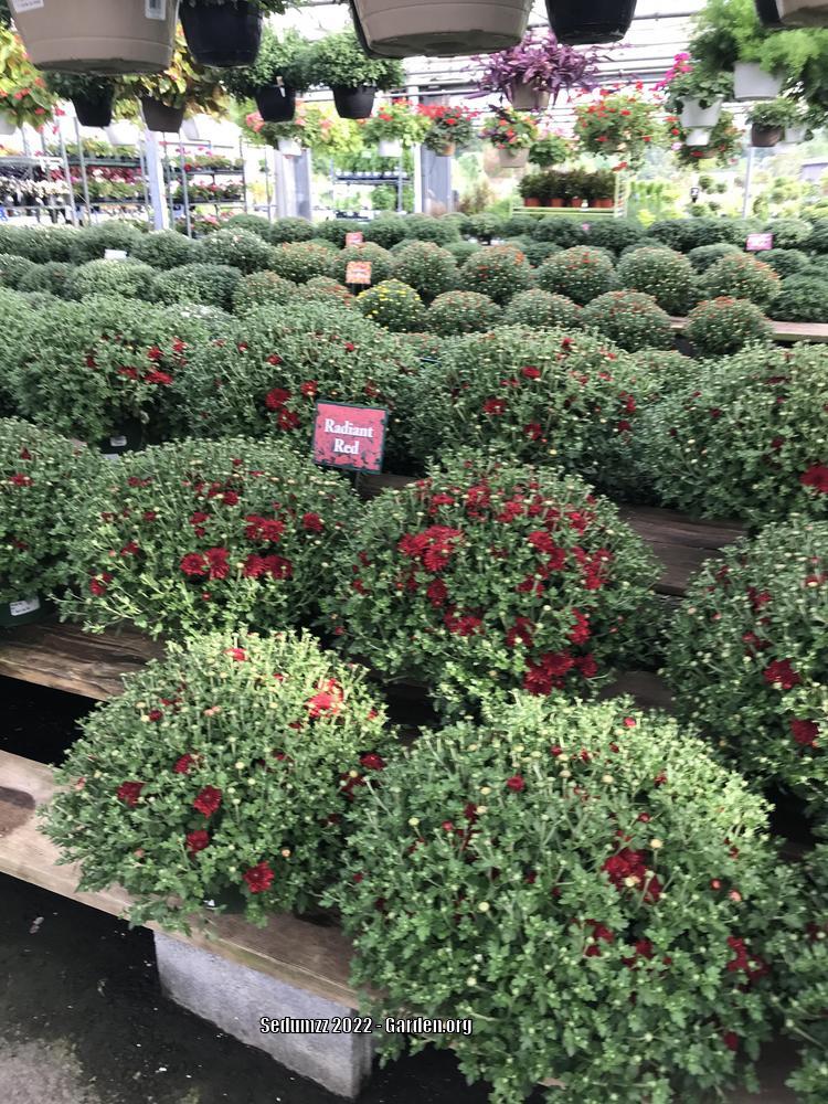Photo of Garden Mum (Chrysanthemum x morifolium Radiant Red) uploaded by sedumzz