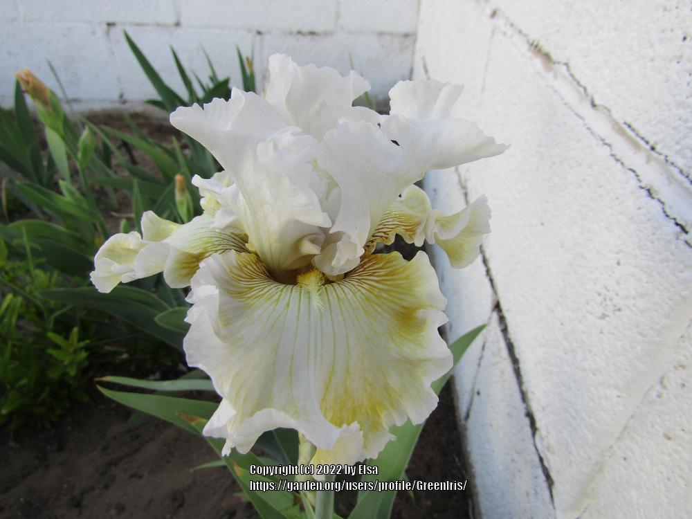 Photo of Tall Bearded Iris (Iris 'Baby I Love You') uploaded by GreenIris