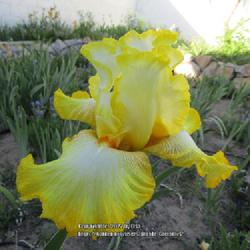 Location: Las Cruces, NM
Date: 2022-05-06
TB Iris Zesting Lemons