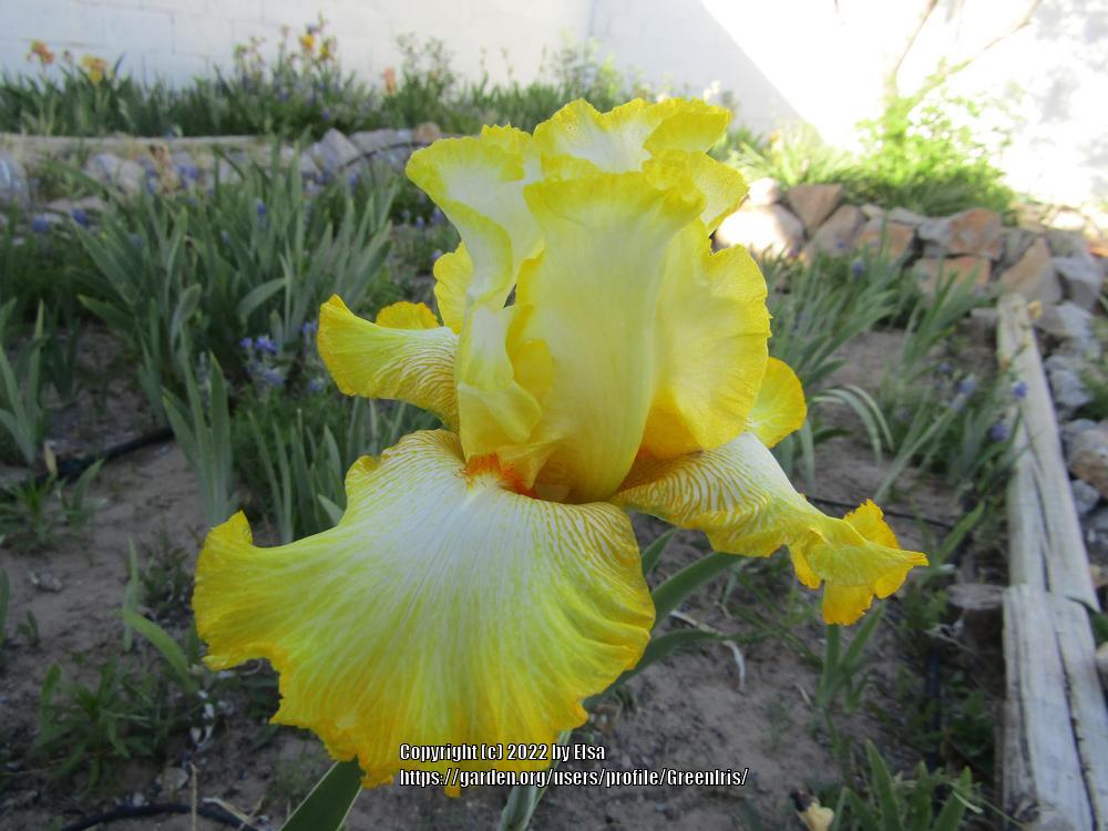Photo of Tall Bearded Iris (Iris 'Zesting Lemons') uploaded by GreenIris