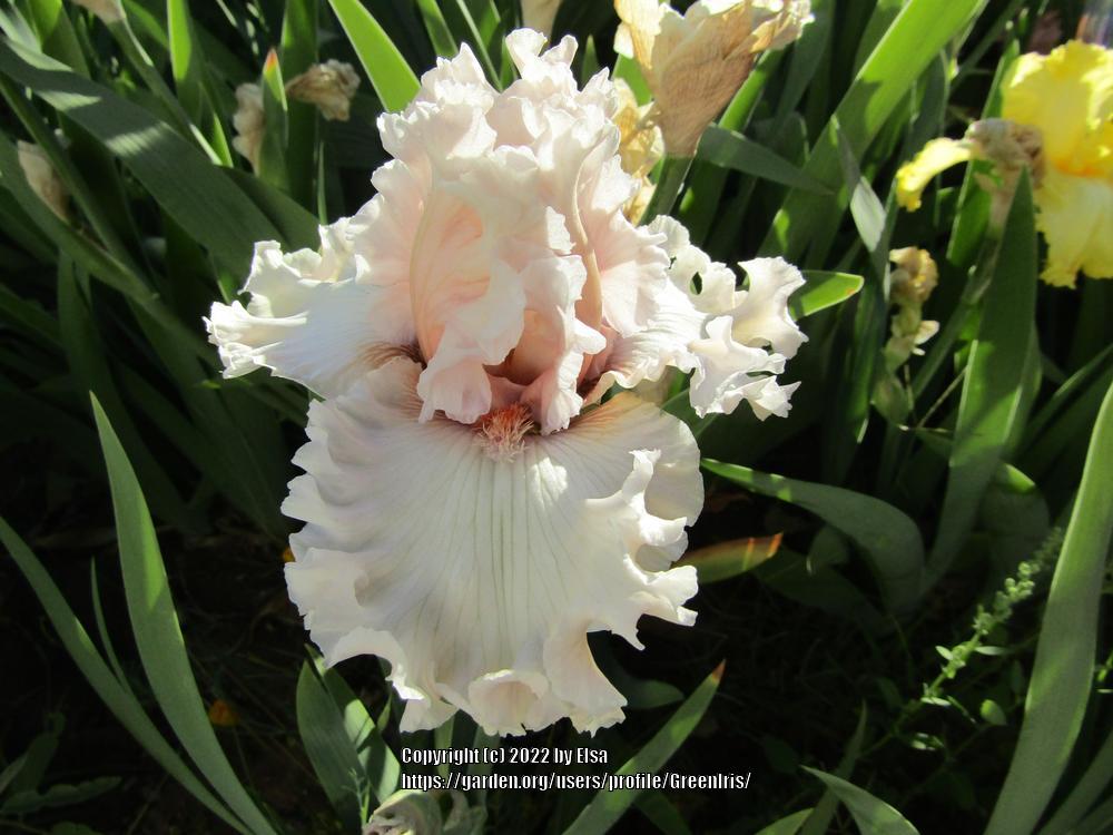 Photo of Tall Bearded Iris (Iris 'Rite of Passage') uploaded by GreenIris