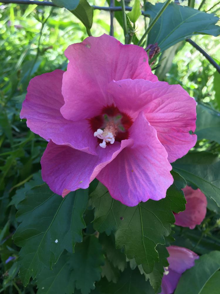 Photo of Roses of Sharon (Hibiscus syriacus) uploaded by antsinmypants