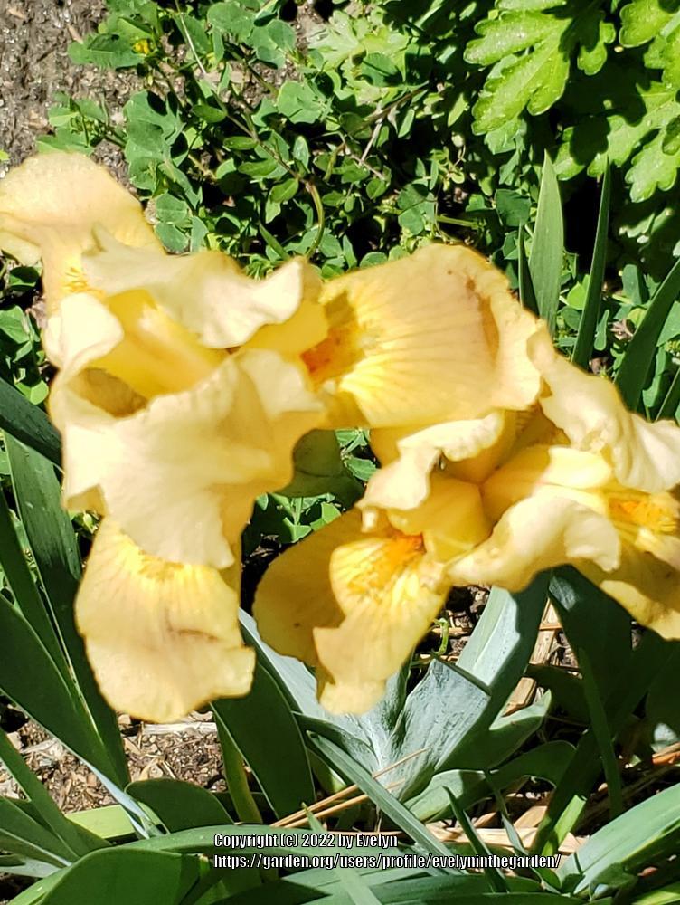 Photo of Irises (Iris) uploaded by evelyninthegarden