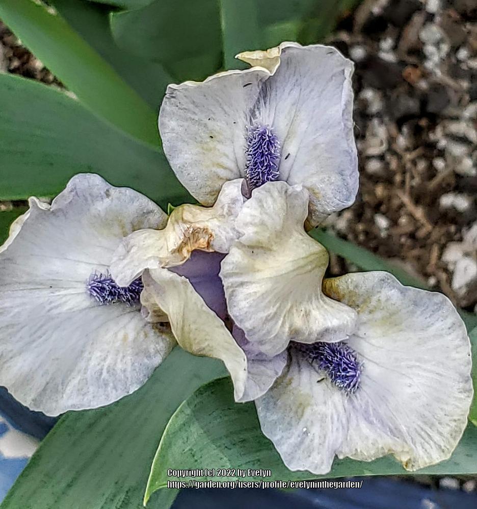 Photo of Standard Dwarf Bearded Iris (Iris 'Bluebeard's Ghost') uploaded by evelyninthegarden