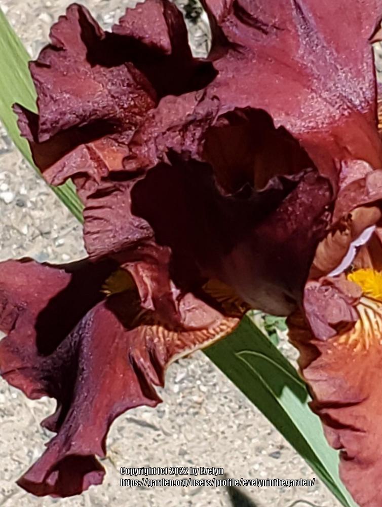 Photo of Tall Bearded Iris (Iris 'Lest We Forget') uploaded by evelyninthegarden