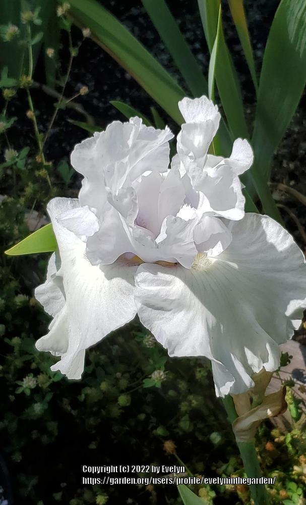 Photo of Tall Bearded Iris (Iris 'Emma's Laughter') uploaded by evelyninthegarden