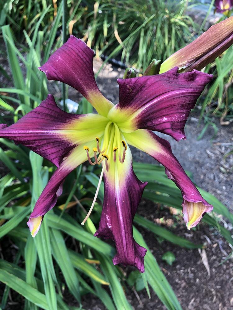 Photo of Daylily (Hemerocallis 'Arms to Heaven') uploaded by geeter8