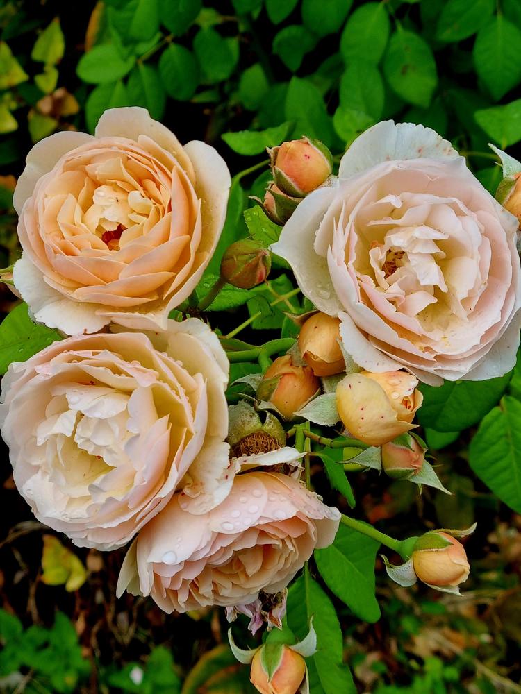 Photo of Rose (Rosa 'Sweet Juliet') uploaded by mbotanas