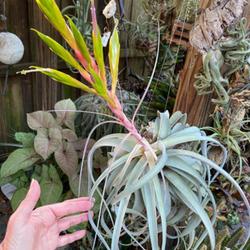 Location: Winter Springs, FL zone 9b
Date: 2022-01-11 
plant in bloom, a larger Tillandsia as you can see by my hand.