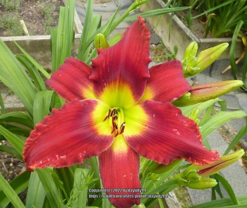 Thumb of 2022-09-06/daylilly99/7a134d