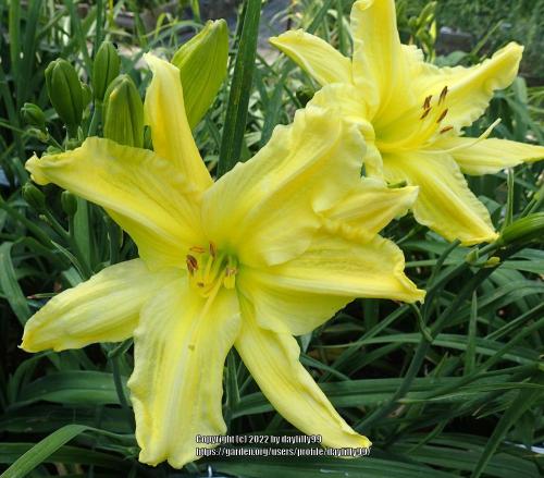 Thumb of 2022-09-06/daylilly99/f71ede