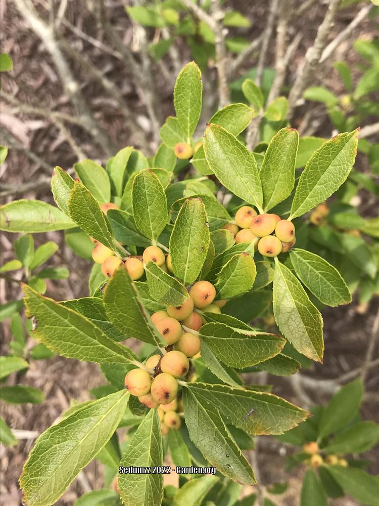 Photo of Winterberry Holly (Ilex verticillata 'Chrysocarpa') uploaded by sedumzz