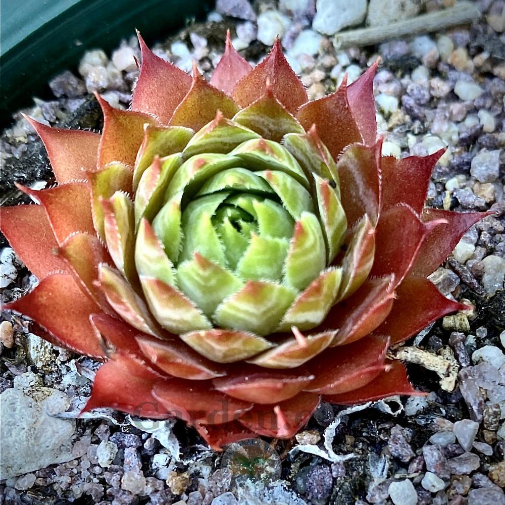 Photo of Hen and Chicks (Sempervivum 'Adamina') uploaded by springcolor