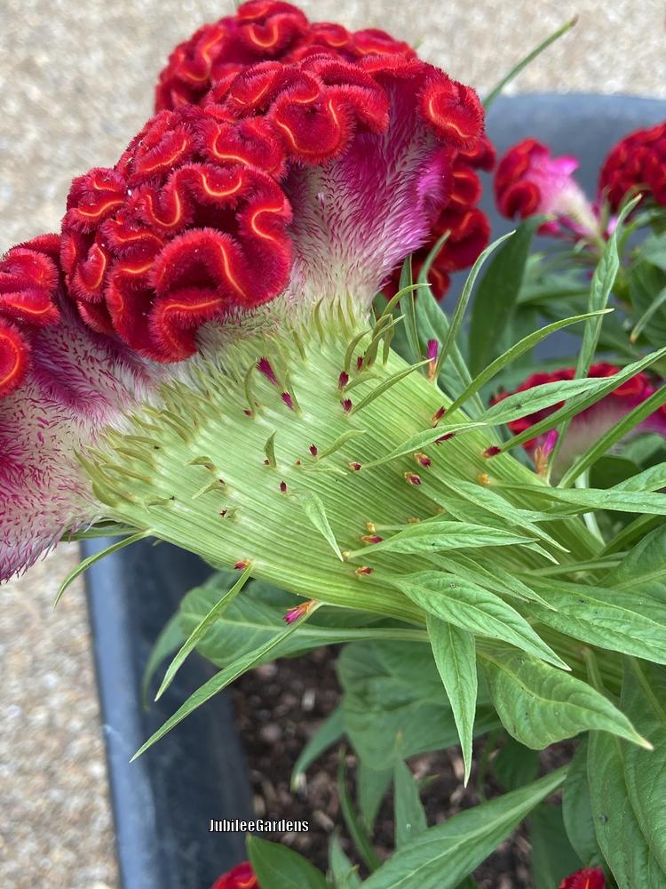 Photo of Cockscomb (Celosia argentea 'Twisted Red') uploaded by JubileeGardens
