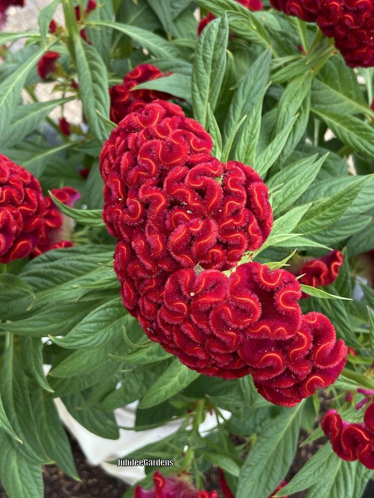 Photo of Cockscomb (Celosia argentea 'Twisted Red') uploaded by JubileeGardens